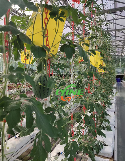 基質栽培西瓜