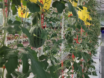 我們在武漢的溫室項目最新無土栽培“成果”